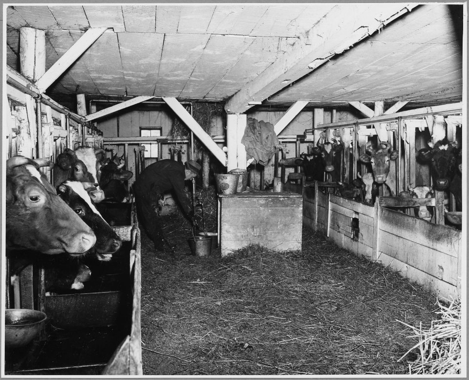 Landaff, Grafton County, New Hampshire. Mr. Amos Albee in his stable. This type, in which the cows a . . . - NARA - 521537