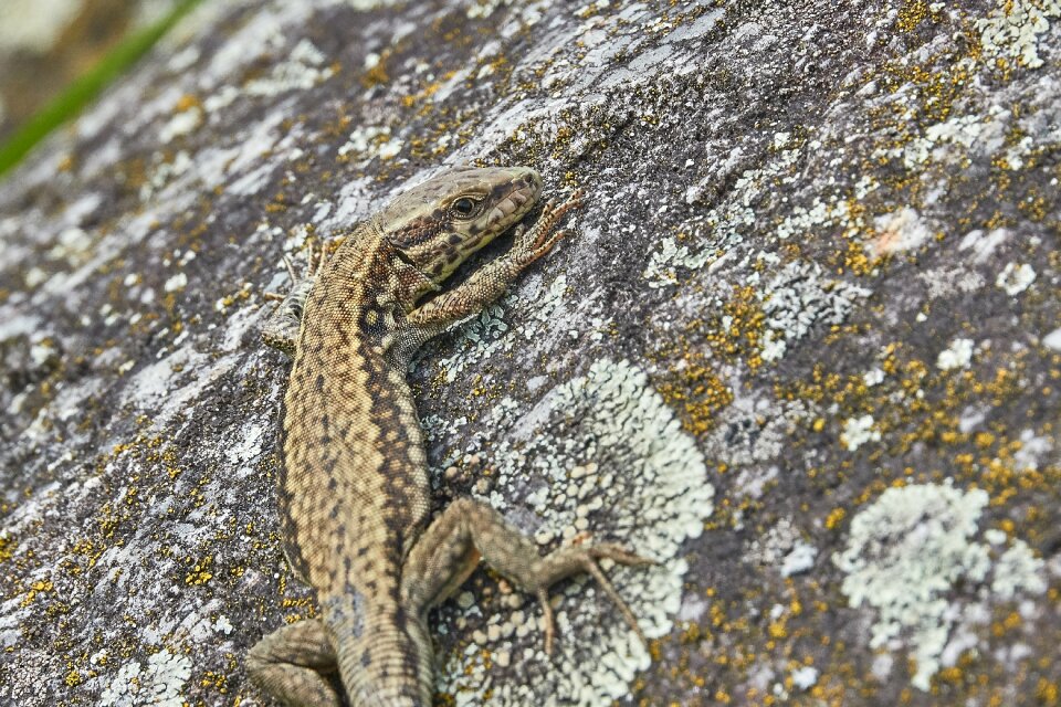 Rock sand lizard summer