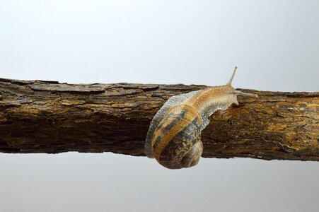 Shell snail coffee
