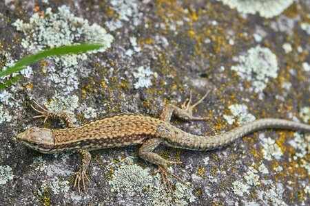 Rock sand lizard summer
