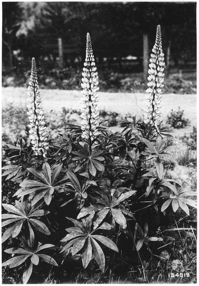 Lupinus, Leavenworth, Wenatchee, Washington, 1920 - NARA - 299126
