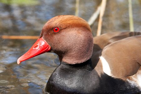 Eye waters bird