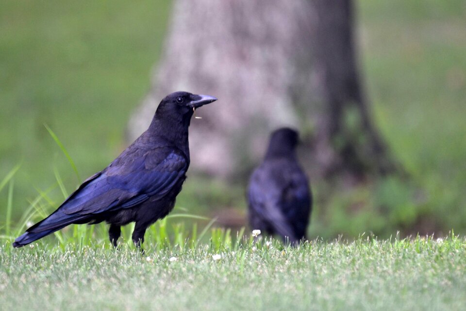 Crow animal portrait
