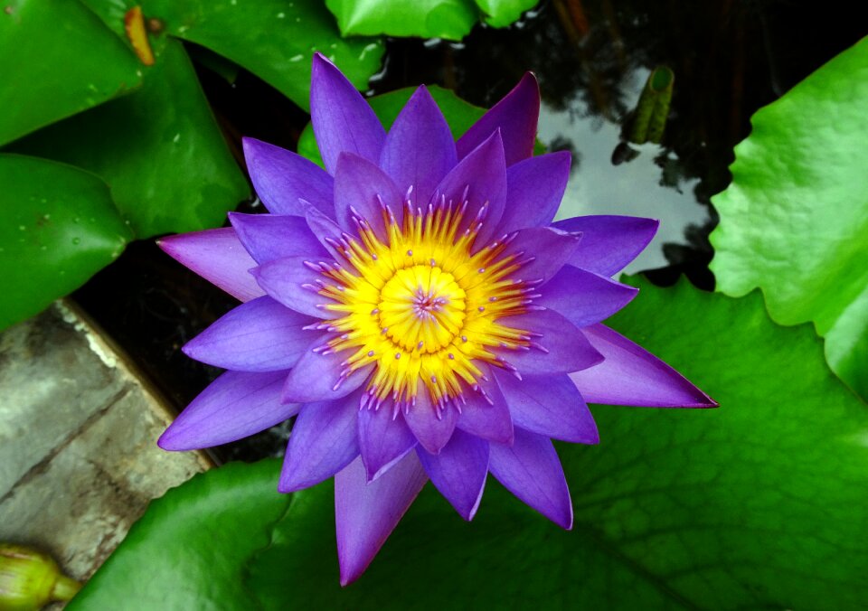 Tropical day-blooming waterlily