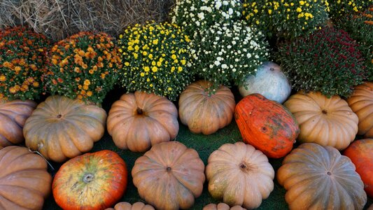 Orange halloween holiday