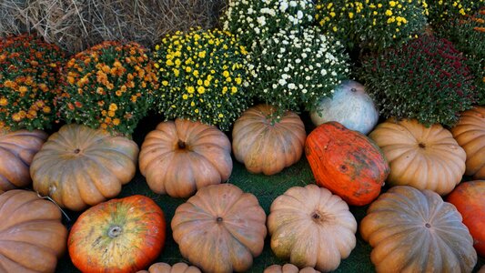 Orange halloween holiday photo