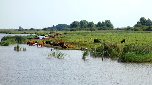 Protected nature protected nature area aurochs