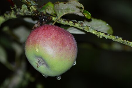 Fruit apple tree in the rain