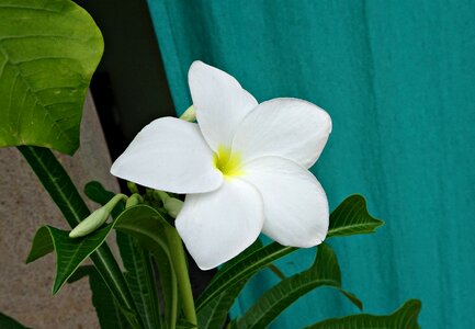 Apocynaceae golden arrow gilded spoon