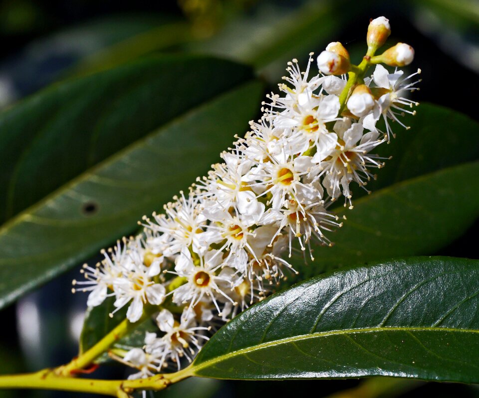 Nature flower plant