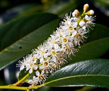 Nature flower plant