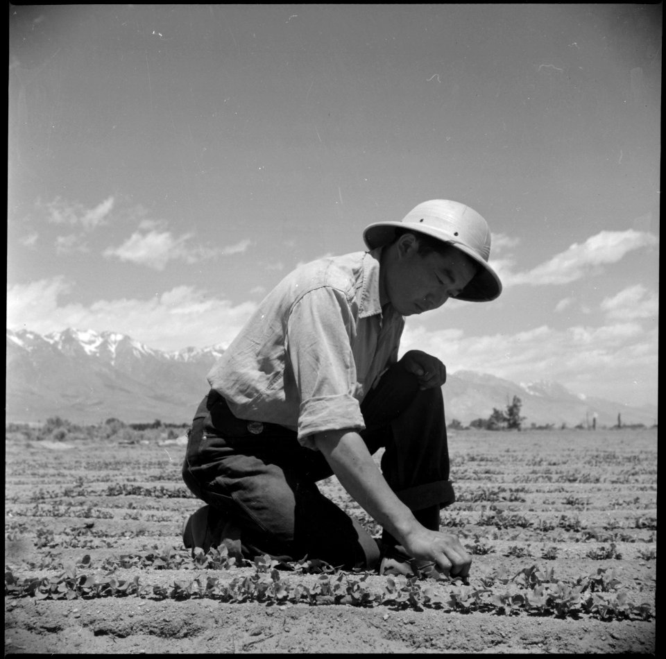 Manzanar Relocation Center, Manzanar, California. A young evacuee of Japanese ancestry thins young . . . - NARA - 538537