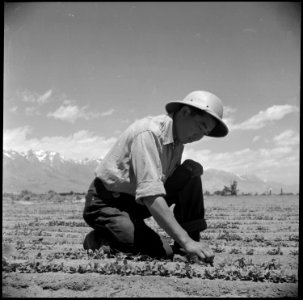 Manzanar Relocation Center, Manzanar, California. A young evacuee of Japanese ancestry thins young . . . - NARA - 538537
