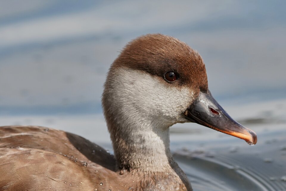 Eat bill water bird