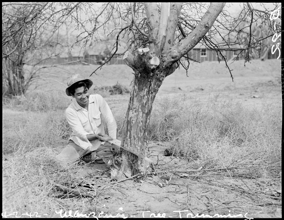 Manzanar Relocation Center, Manzanar, California. Clearing the grounds at this War Relocation Autho . . . - NARA - 536841