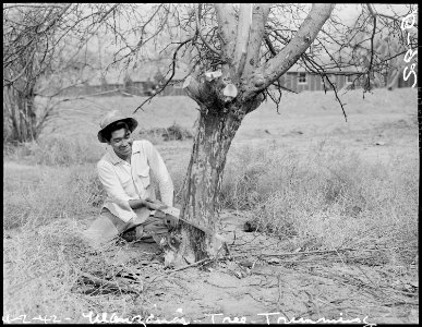 Manzanar Relocation Center, Manzanar, California. Clearing the grounds at this War Relocation Autho . . . - NARA - 536841