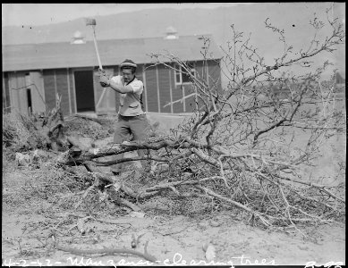 Manzanar Relocation Center, Manzanar, California. Clearing the ground at this War Relocation Author . . . - NARA - 536842