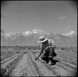 Manzanar Relocation Center, Manzanar, California. Ben Iguchi, 20, from Saugus, California, thins yo . . . - NARA - 538481