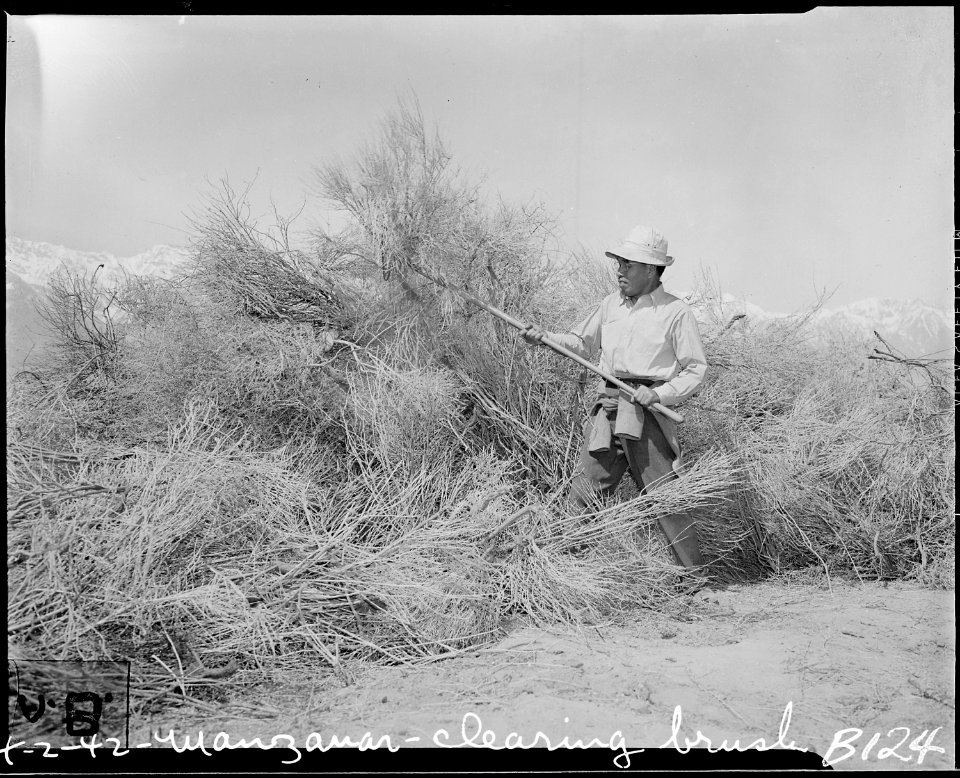 Manzanar Relocation Center, Manzanar, California. Clearing brush from land at reception center for . . . - NARA - 536872