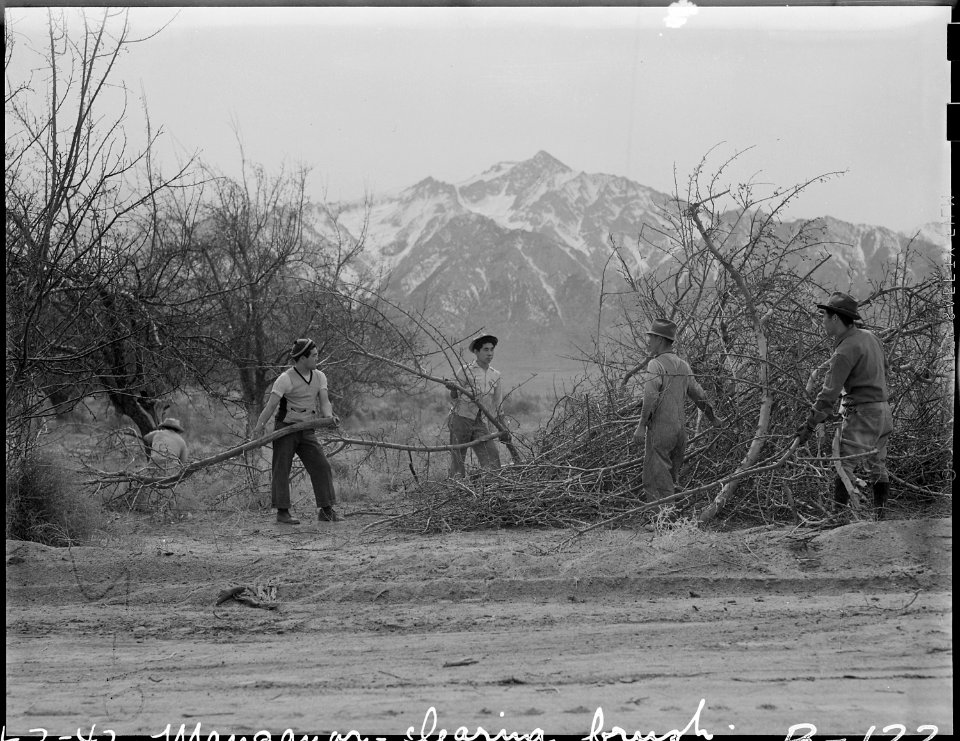 Manzanar Relocation Center, Manzanar, California. Evacuees clearing brush to enlarge this War Reloc . . . - NARA - 536870