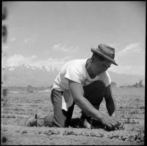 Manzanar Relocation Center, Manzanar, California. Ichiro Okumura, 22, from Venice, California, thin . . . - NARA - 538536
