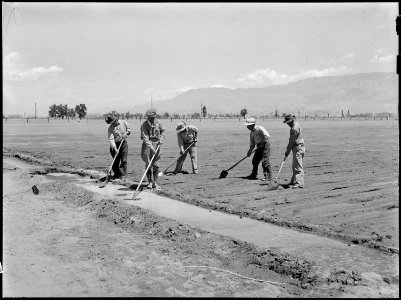 Manzanar Relocation Center, Manzanar, California. Irrigation recently planted onion field at the re . . . - NARA - 538476