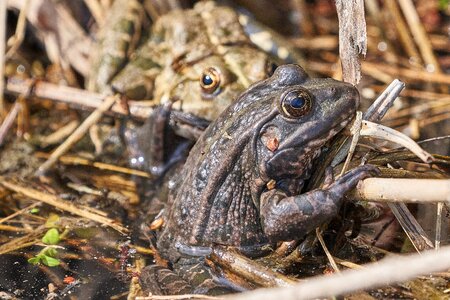 Frogs water green