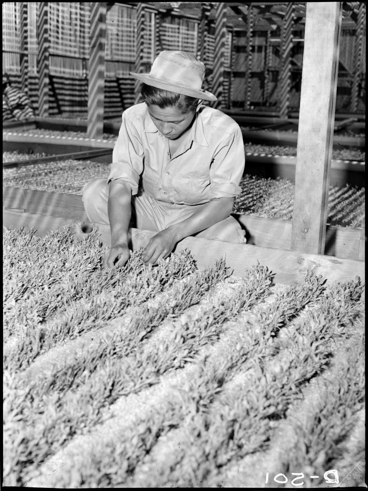 Manzanar Relocation Center, Manzanar, California. In an experiment nursery at the relocation center . . . - NARA - 538471