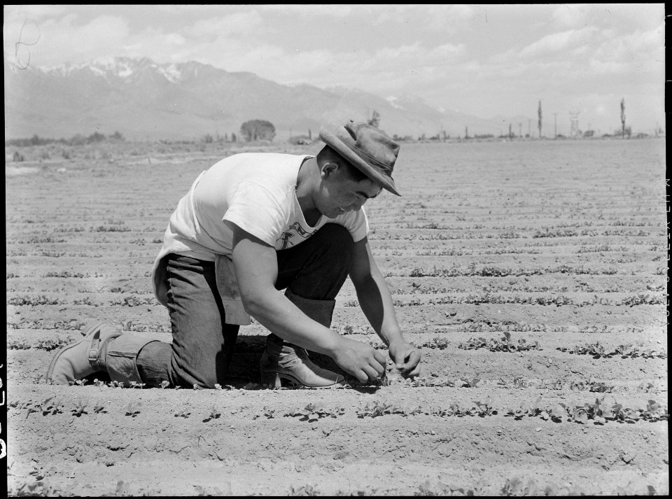 Manzanar Relocation Center, Manzanar, California. Ichiro Okumura, 22, from Venice, California, thin . . . - NARA - 538475