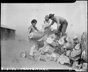 Manzanar Relocation Center, Manzanar, California. Firewood is gathered by evacuees of Japanese desc . . . - NARA - 536858