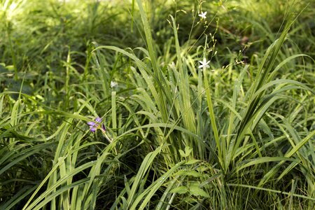 Plant green forest