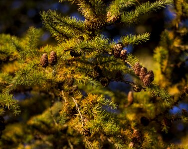 Larch branch branch autumn