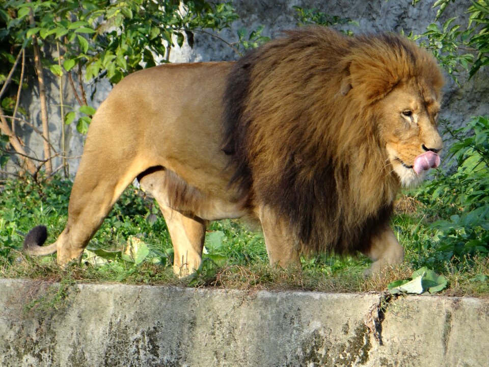 Animal feral cat predator