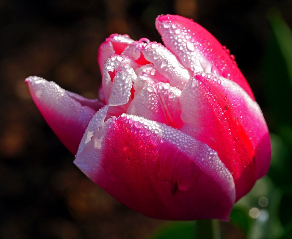Dewdrop morgentau bi color
