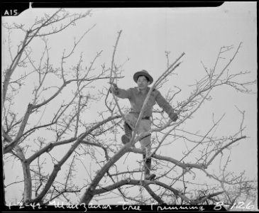 Manzanar Relocation Center, Manzanar, California. Pruning trees at this War Relocatin Authority cen . . . - NARA - 536874