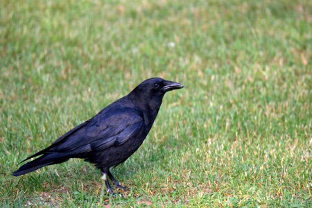 Crow animal portrait photo