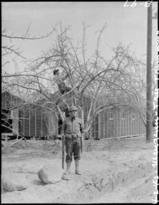 Manzanar Relocation Center, Manzanar, California. Pruning trees at this War Relocation Authority ce . . . - NARA - 536846