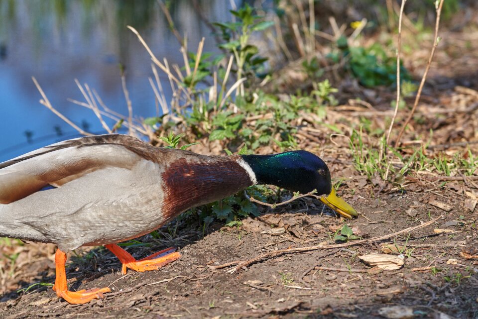 Eat bill water bird