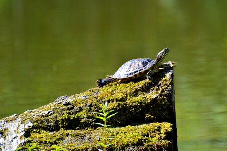 Tortoise shell giant tortoise lake photo