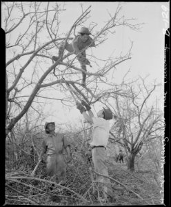 Manzanar Relocation Center, Manzanar, California. Trees are being trimed and the brush cleared from . . . - NARA - 536877