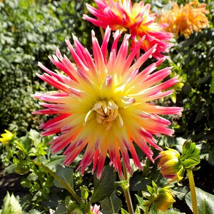Plant garden summer