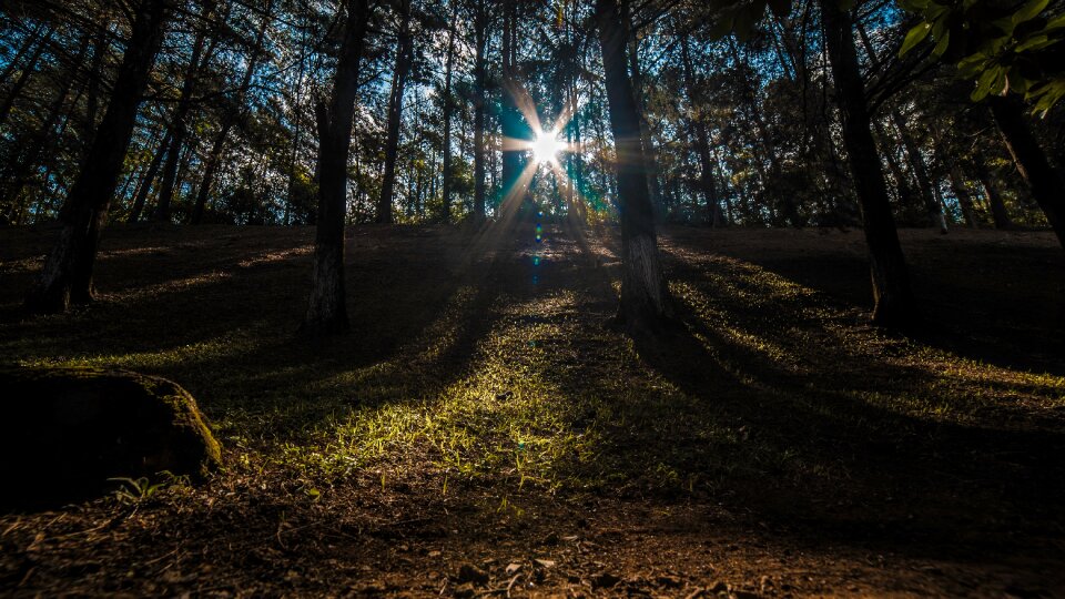 Woods sunny sunlight photo