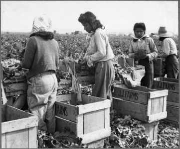 Maricopa County, Arizona. Mexican girls bunching broccoli, they earn about $2.50 a day. John Jacob's farm. - NARA - 512797