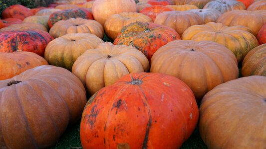 Orange halloween holiday photo