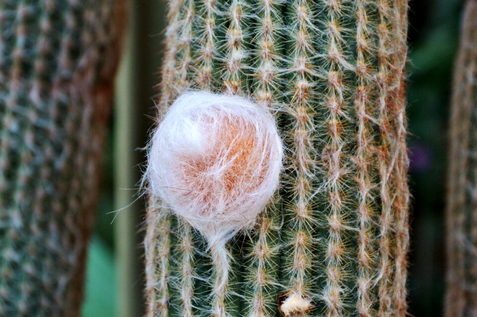 Prickly plant thorns