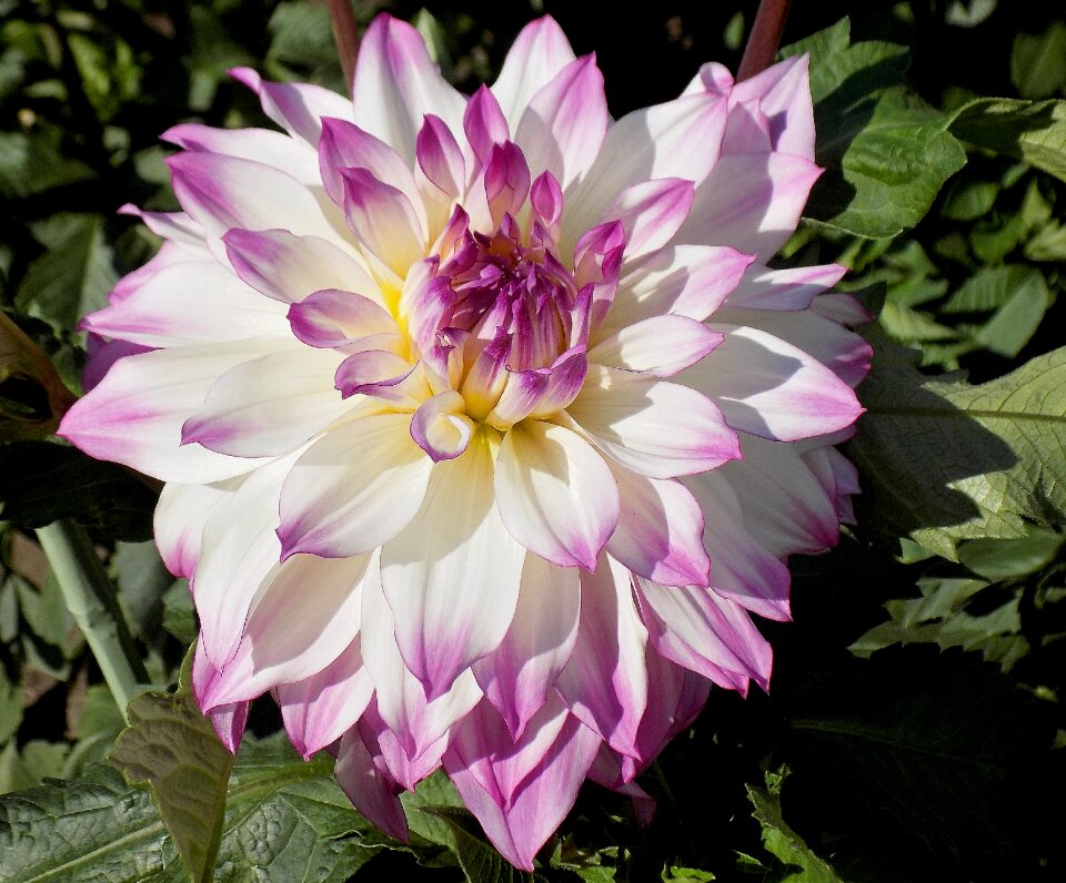 Garden plant nature