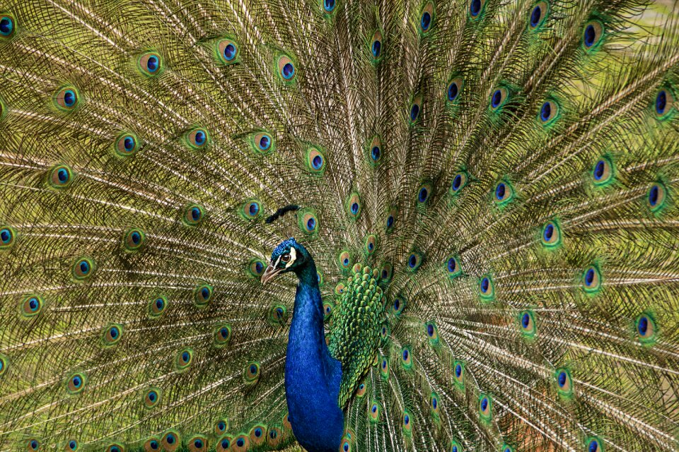 Bird feather ritual