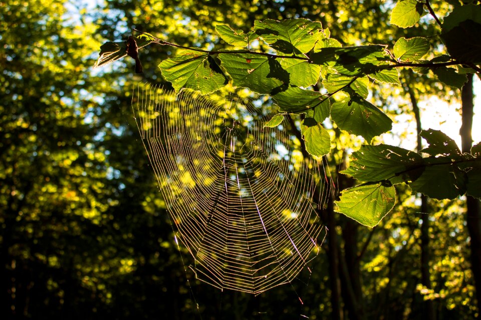 Plant wood cobweb