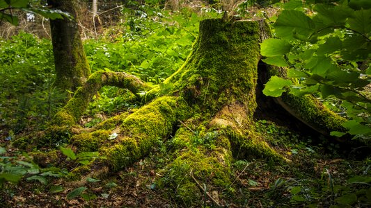 Bemoost green log photo