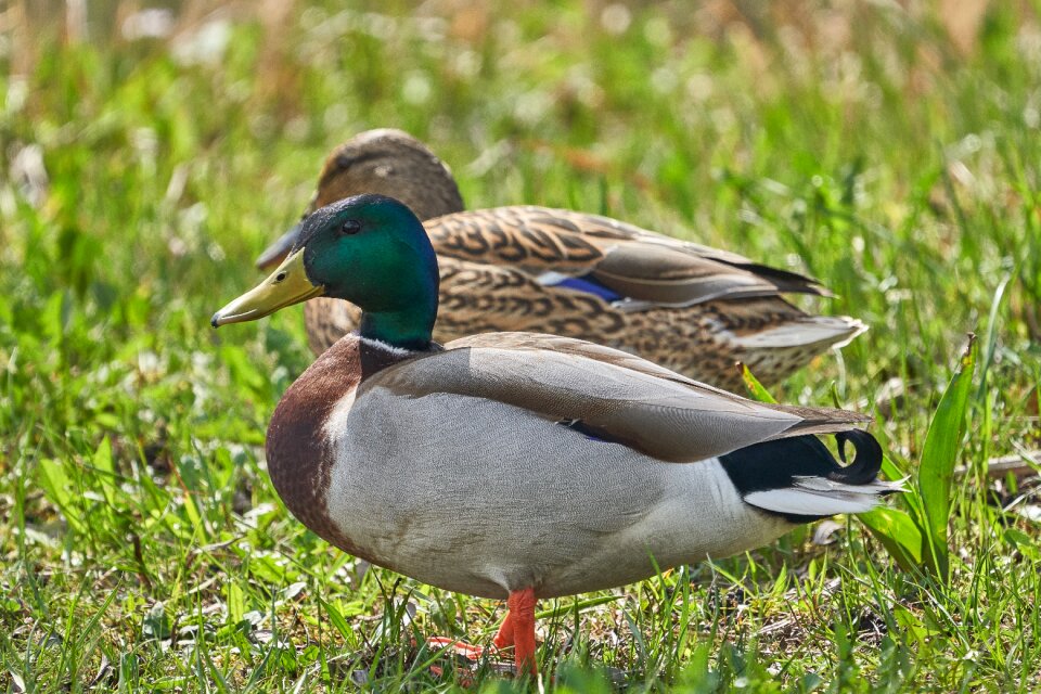 Duck animal world nature
